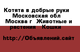 Котята в добрые руки - Московская обл., Москва г. Животные и растения » Кошки   